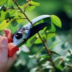 pruning decision trees